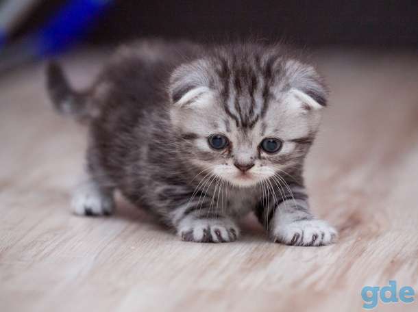 Котята Британские вислоухие, фотография 3