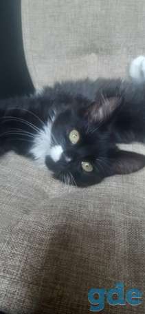 Котенок ищет дом, фотография 3