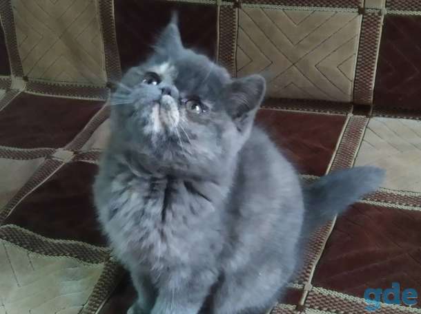 Экзотическая кошечка, фотография 1