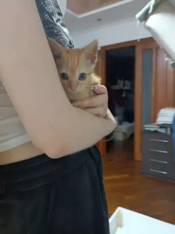 Отдам котёнка девочку, фотография 2