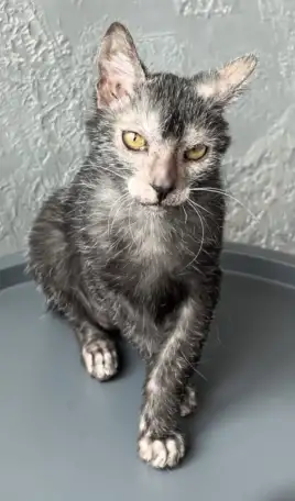 Ликой котята, фотография 5