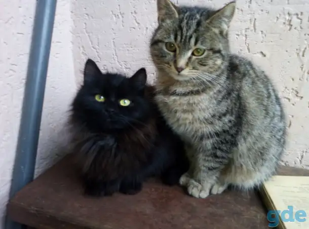 Котики в хорошие руки, фотография 3