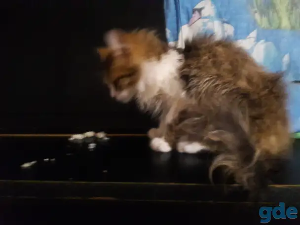 Котята финки, фотография 2