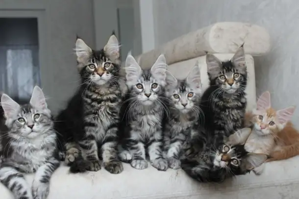 Мейн-кун котята, фотография 2
