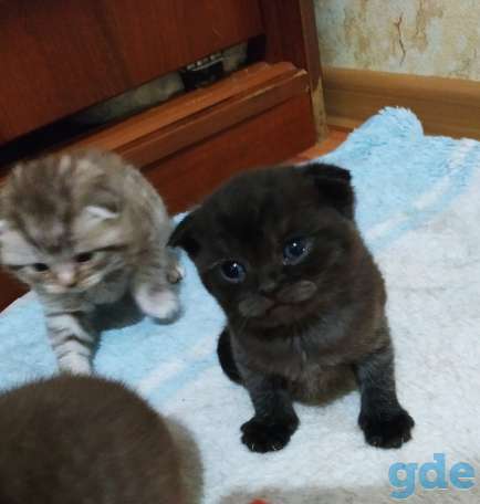 Шотландские котята, фотография 2