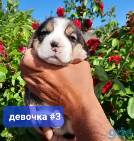 Щенки Бигля., фотография 4