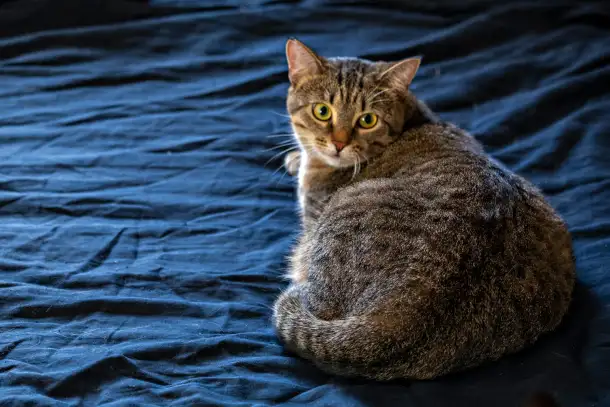 Кошка Малява ищет дом, фотография 5
