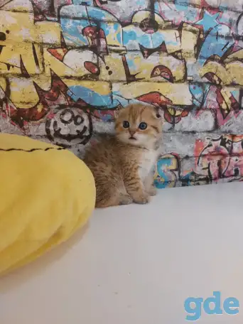 Шотландские котятя, фотография 3