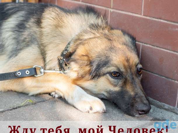 Собака в дар, фотография 2