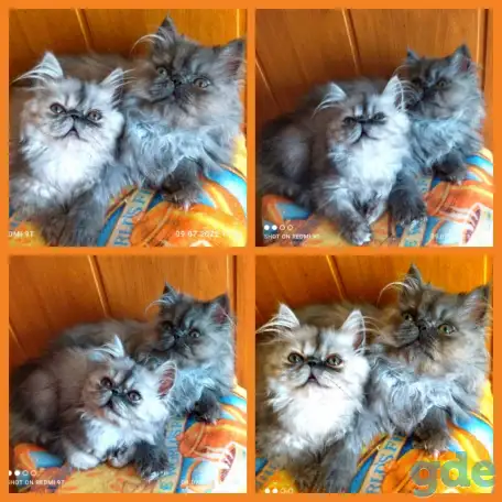Персидские котята экстремального типа чистокровные.Персы.Котята., фотография 9
