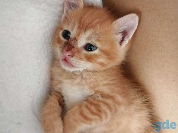 Рыжий котенок, фотография 3