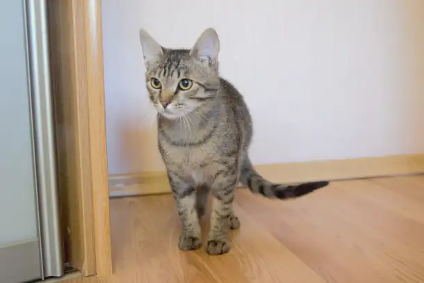 Полосатый котенок Лёлик спасен с улицы и ищет дом и любящую семью!, фотография 11