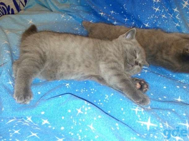 Котята британской породы, фотография 2