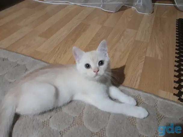 Шотландские котята, фотография 3