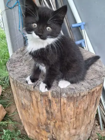 Котята в добрые руки, фотография 1