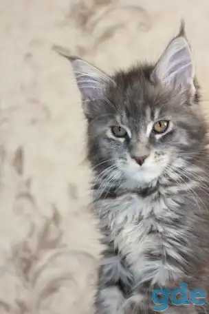 4 Котенок Мейн кун, фотография 2