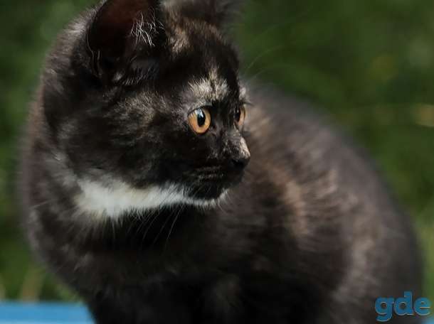 Британский котенок дымчатого окраса, фотография 2