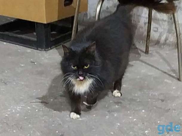 ЧЁРНАЯ КОШЕЧКА, фотография 1