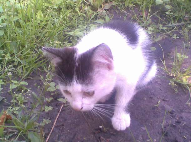 Котята Муся и Мося, фотография 1