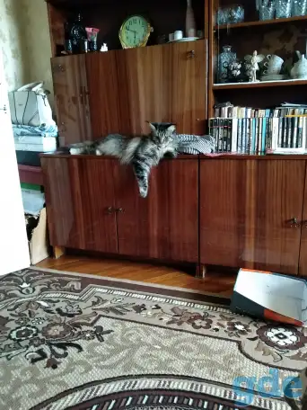 Ищу кота для вязки, фотография 1