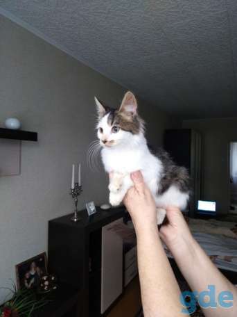 Котенок ищет дом, фотография 1