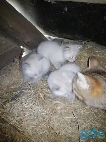 Котята в добрые руки, фотография 2