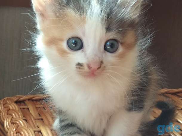 Котятам нужен дом., фотография 2