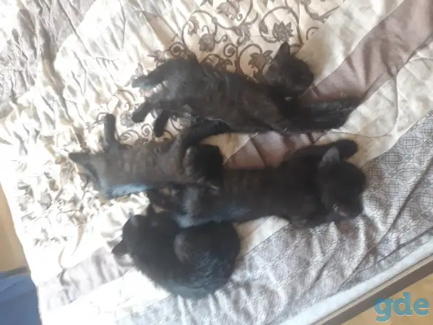 Котёнок в добрые руки, фотография 6