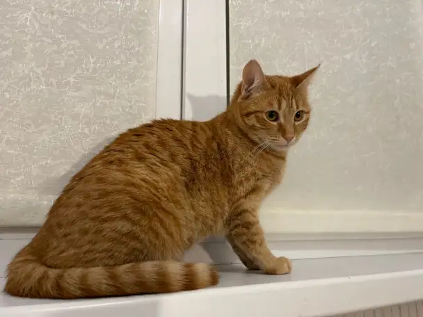 Рыжая кошечка котенок Мандаринка ищет дом и семью!, фотография 2
