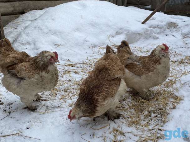 Продам ИЯ. Цыплята., фотография 2