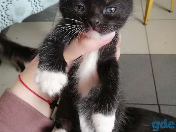 Котята в самые любящие руки, фотография 2