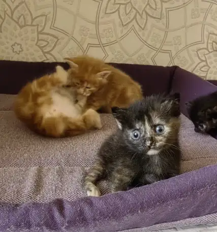 Курильский бобтейл котята, фотография 4