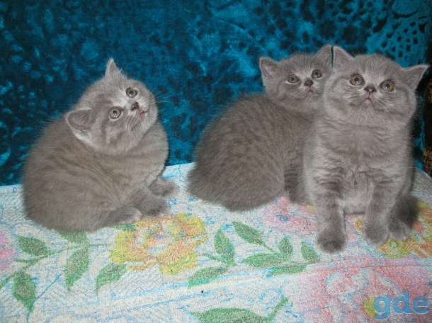 Продаются британские короткошёрстные котята, фотография 1