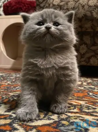 Шотландские котята, фотография 6