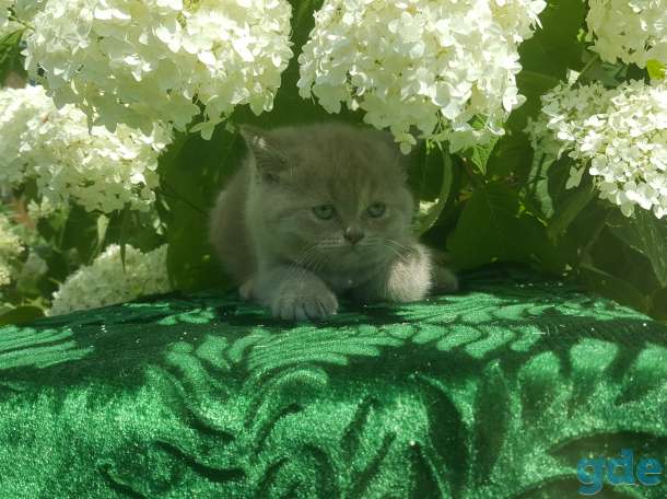 Питомник бенгальских и шотландских кошек., фотография 3