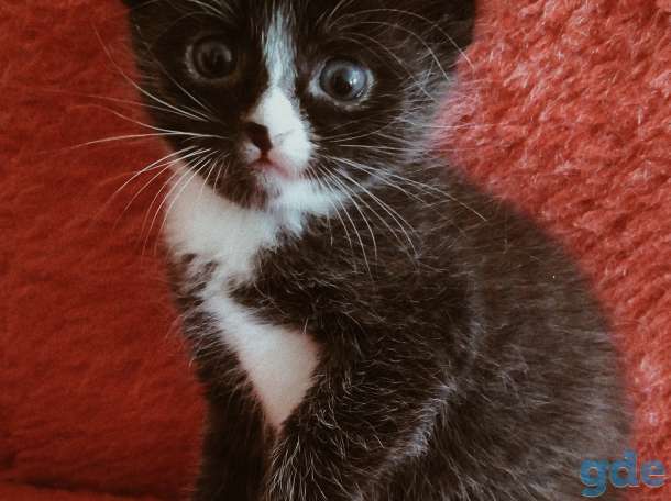 Котята, фотография 3