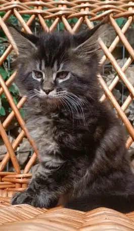 Котята Мейн-кун, фотография 5