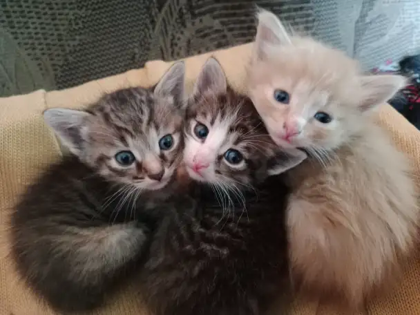 Котята добрым людям, фотография 1