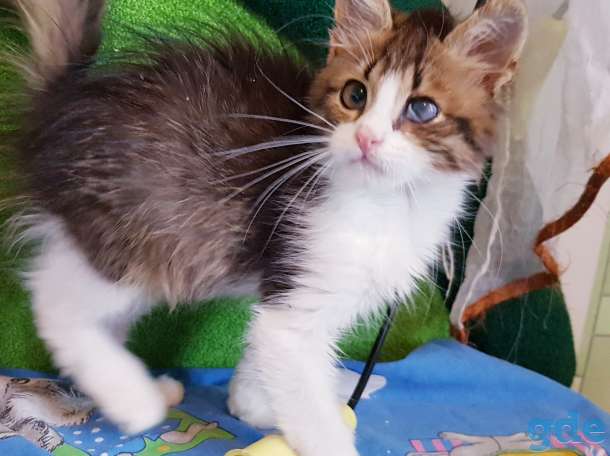 Котята бесплатно., фотография 3