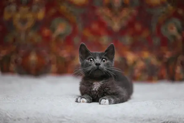 Милейший котеночек Масик мечтает найти семью!, фотография 8