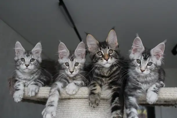 Котята мейн кун!, фотография 5