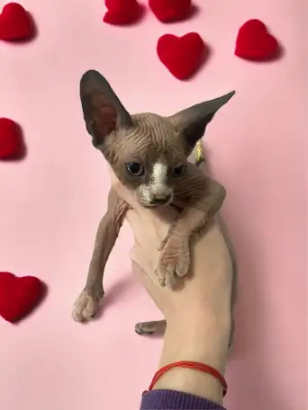 Котята канадского сфинкса, фотография 4
