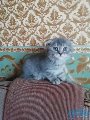 Шотландские вислоухие  котята, фотография 4