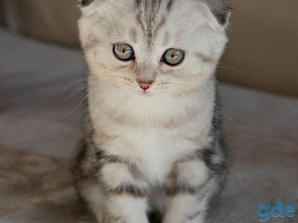Британские короткошерстные котята, фотография 10