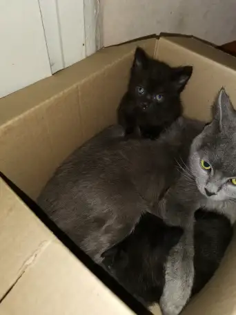 Шотландский прямоухий  котёнок - кошечка 1.5  месяцев в Молодечно, фотография 1
