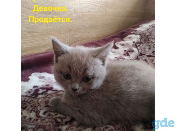 Британцы., фотография 1