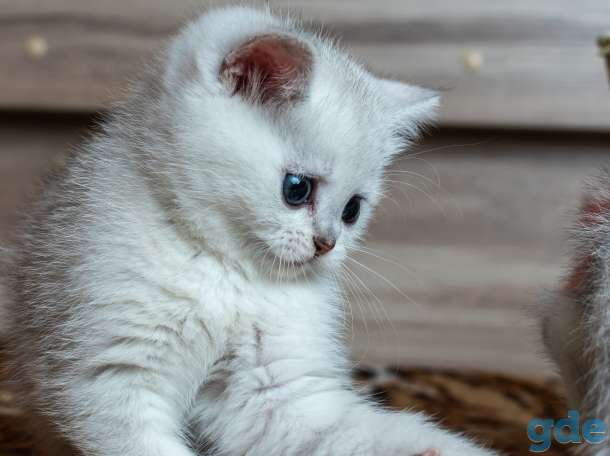 Шотландский котенок мальчик, фотография 4