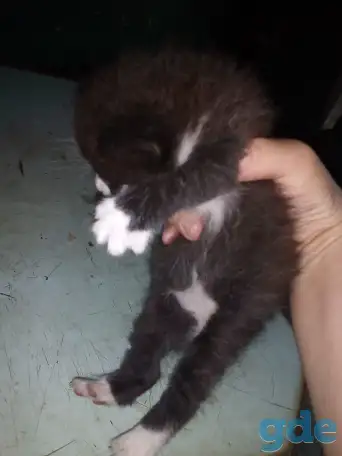 Маленькие котята ищут дом, фотография 2