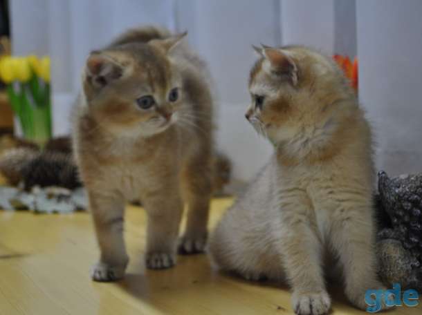 Шотландские котята, фотография 1