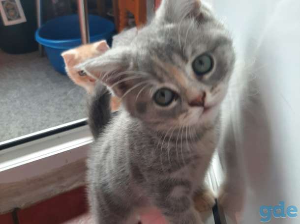 Продам котят, фотография 1